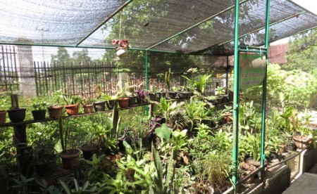 comprehensive_collection_plants Plant Collection in School