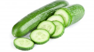 Cucumber harvest on peat lands