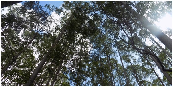 bracell Eucalyptus trees